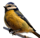 Blue Tit - Parus caeruleus