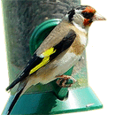 Goldfinch - Carduelis carduelis