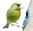 Greenfinch - Carduelis chloris