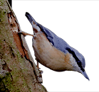 Nuthatch - Sitta europaea