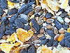 wild bird seed mixes and feeders